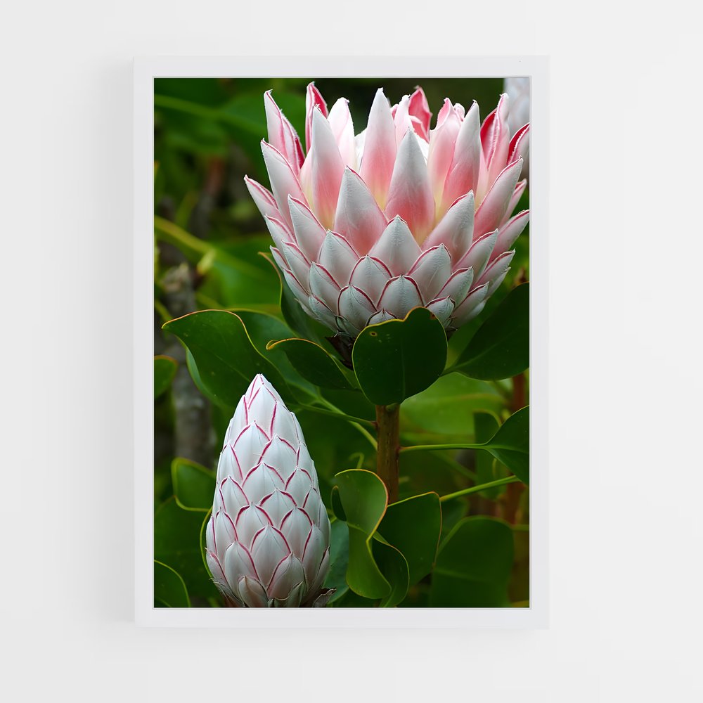 ap-protea-11 cadre Blanc