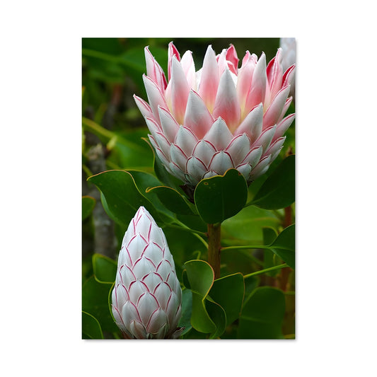 Poster Éclosion de Protea