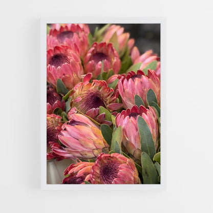 ap-protea-5 cadre Blanc