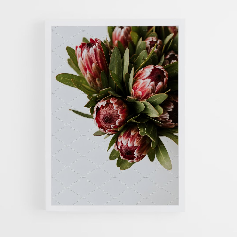 ap-protea-7 cadre Blanc