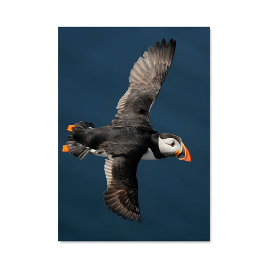 Poster Poussin Aventurier