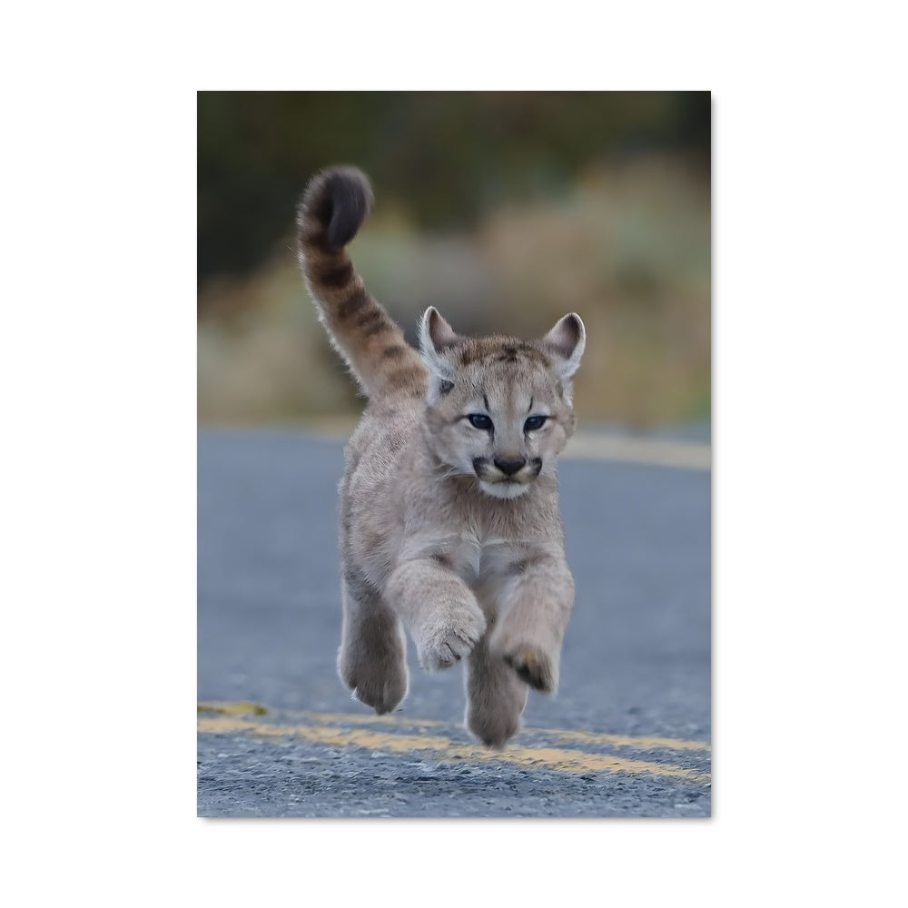 Poster Lynx en Course