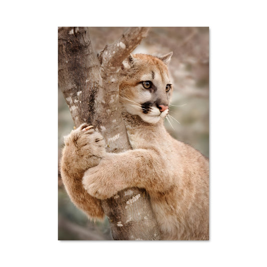 Poster Grimpeur Félin