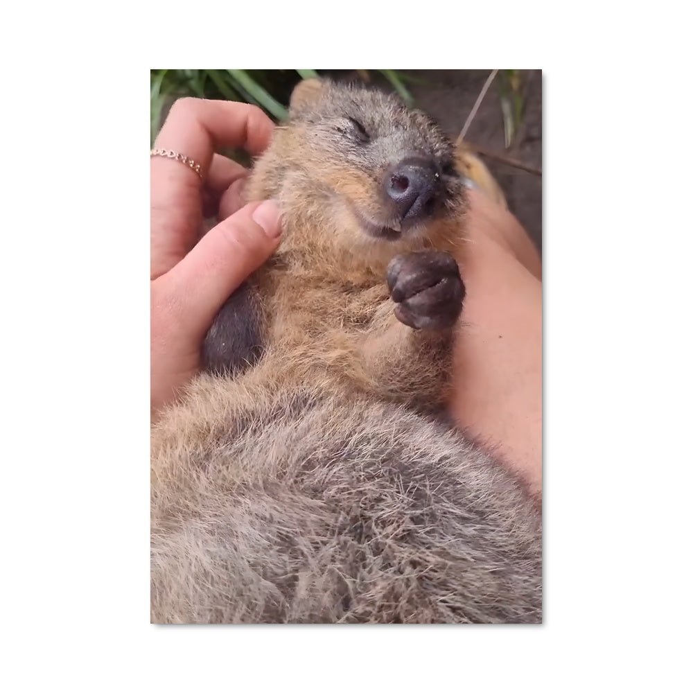 Poster Petit Quokka