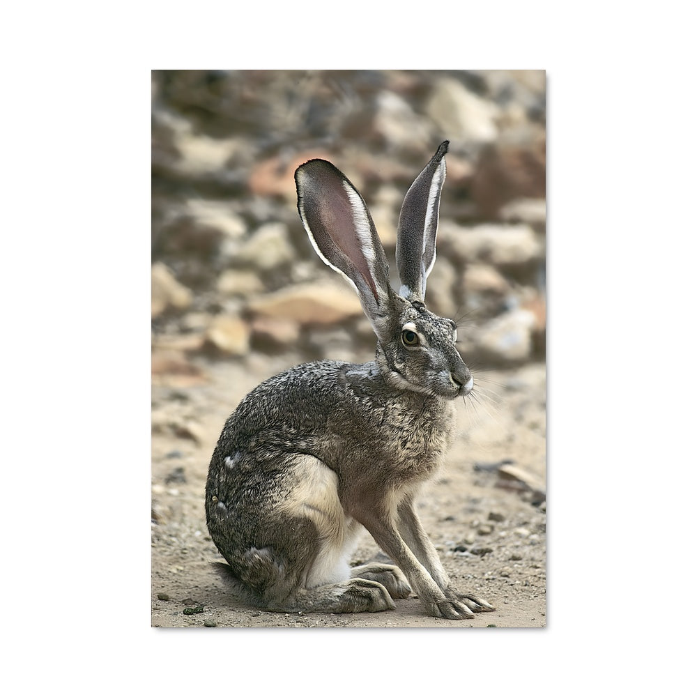 Poster Lapin Poétique