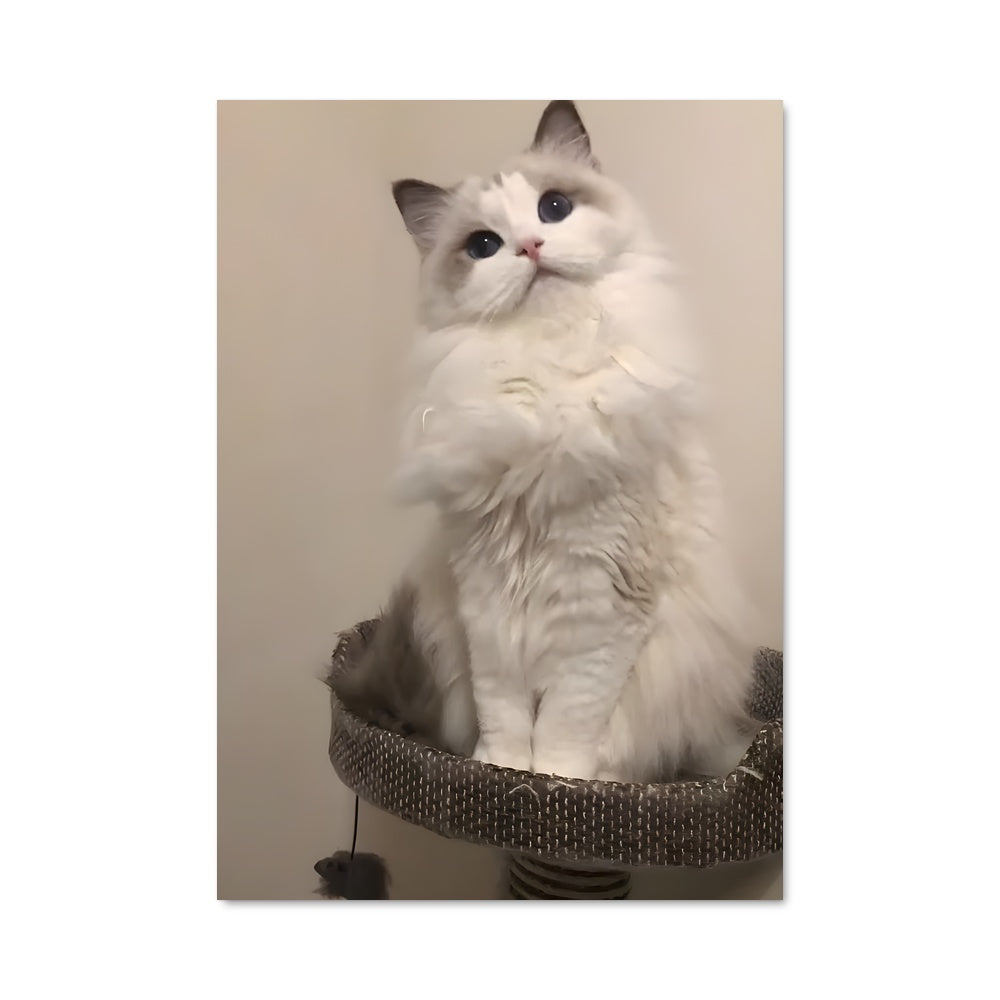 Poster Chat Ragdoll sur Griffoir