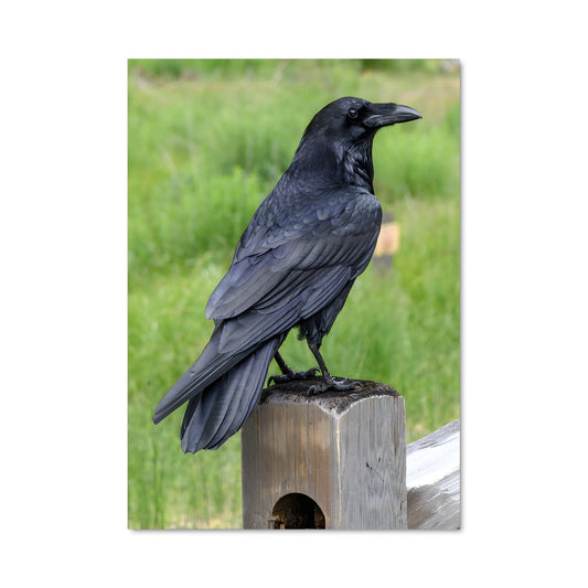 Poster Le Corbeau Mystique