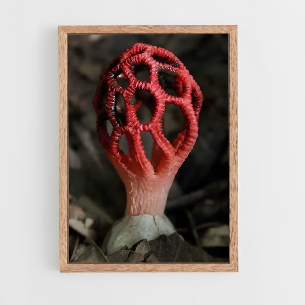 ap-red cage fungus-2 cadre Bois clair