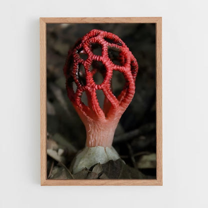 ap-red cage fungus-2 cadre Bois clair