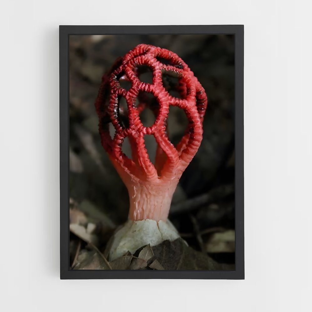 ap-red cage fungus-2 cadre Noir