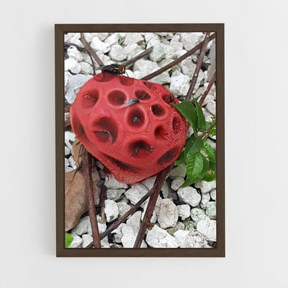 ap-red cage fungus-3 cadre Bois foncé