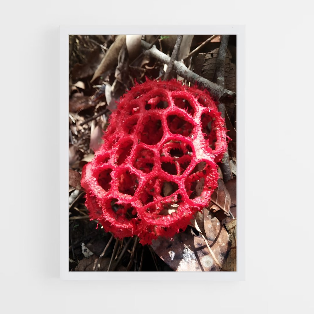 ap-red cage fungus-5 cadre Blanc