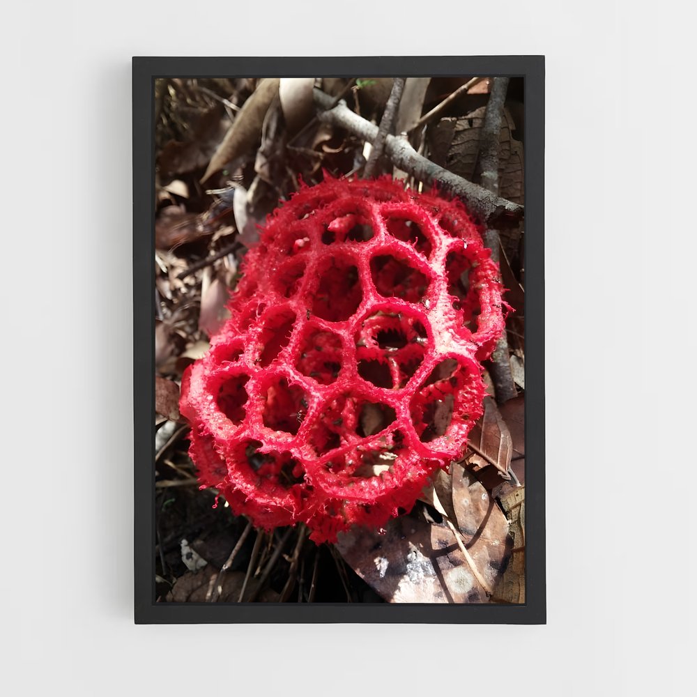 ap-red cage fungus-5 cadre Noir