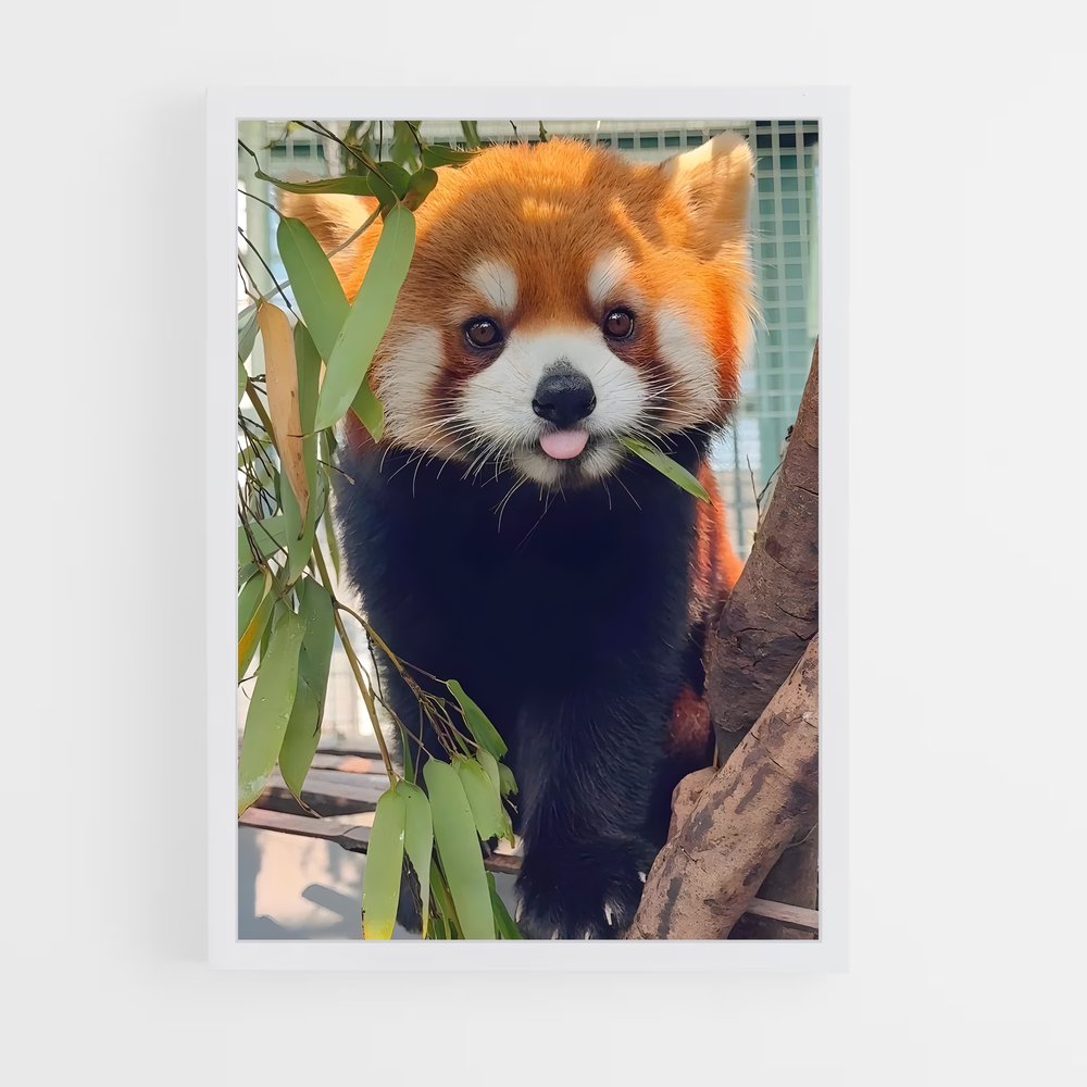 ap-red panda-1 cadre Blanc