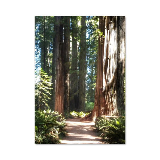 Poster Redwood 97006