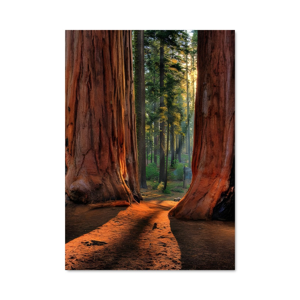 Poster Lumières de Redwood