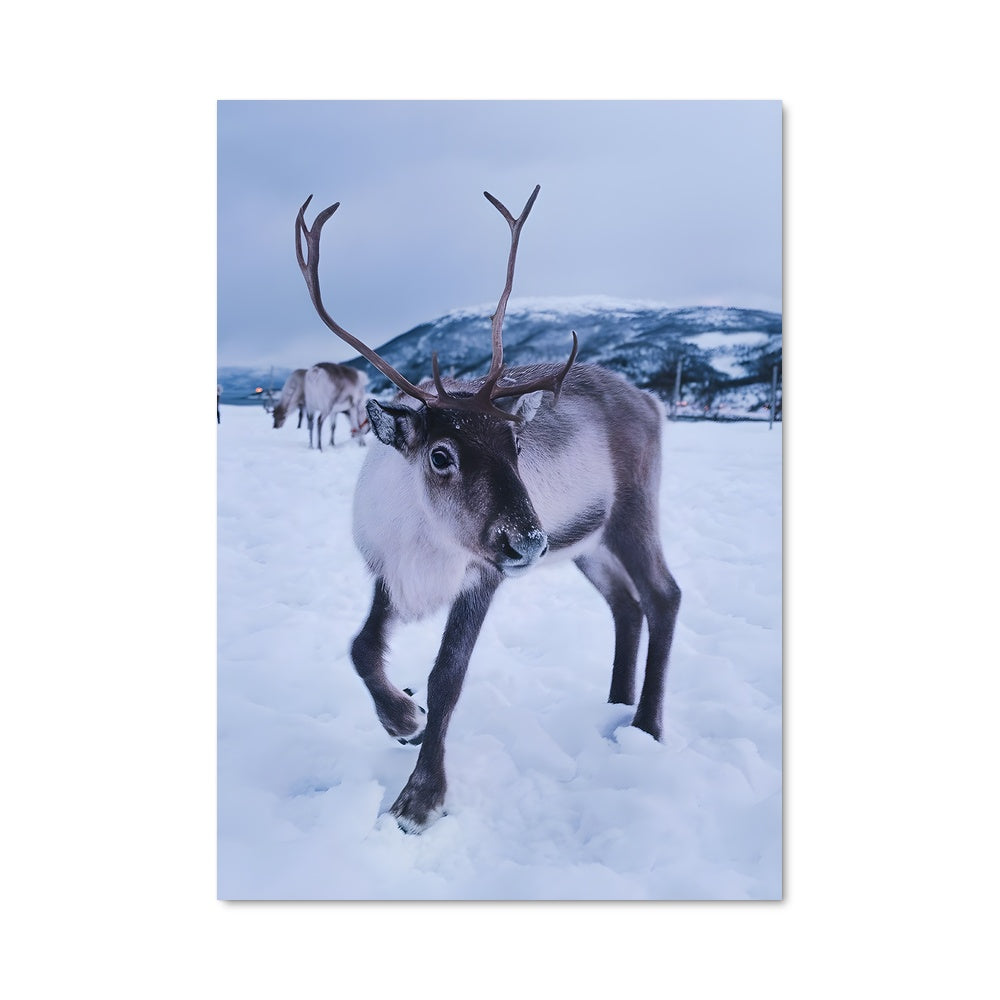 Poster Renne des Neiges