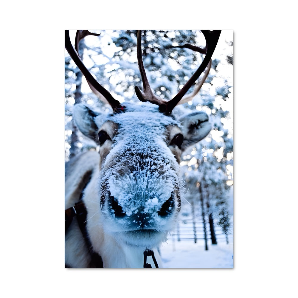 Poster Renne Majestueux