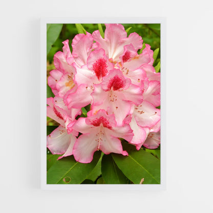 ap-rhododendron-5 cadre Blanc