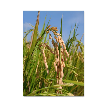 Poster Rice 96369