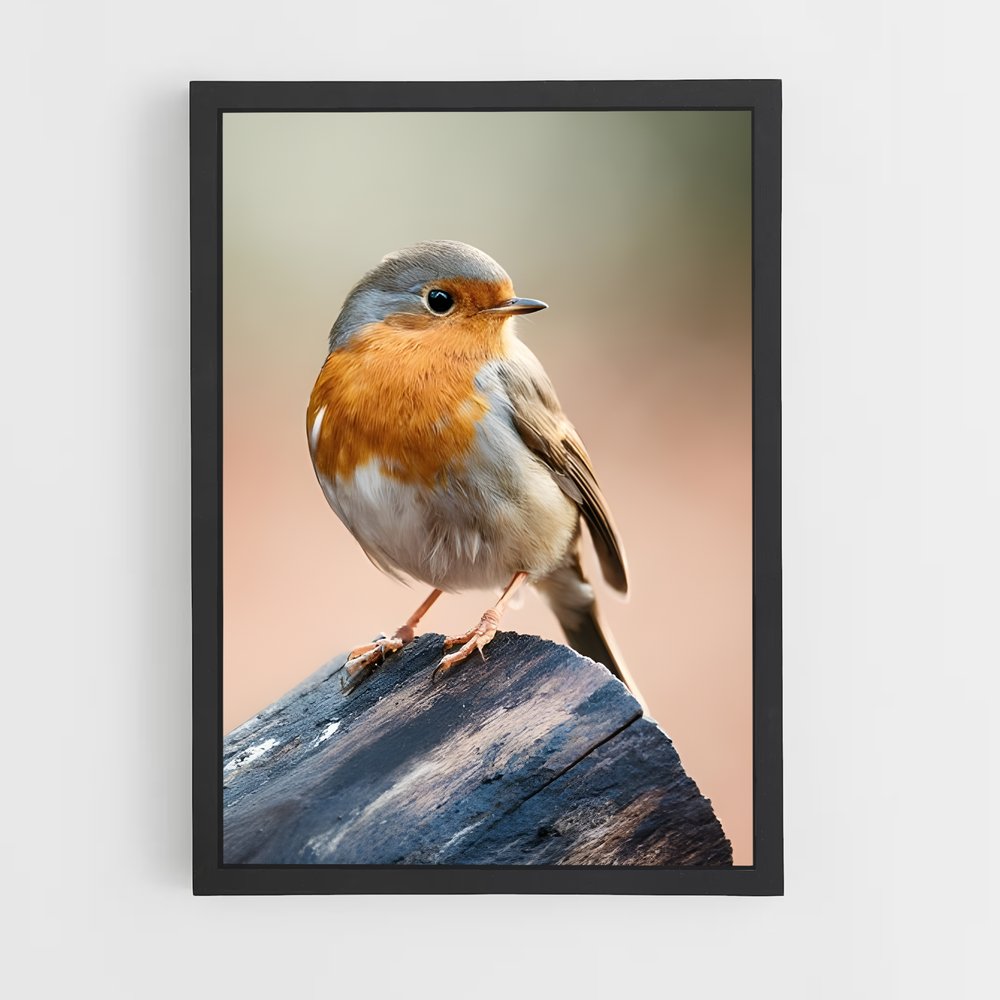 ap-robin-15 cadre Noir