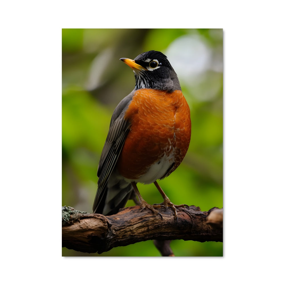 Poster Le Rouge-gorge