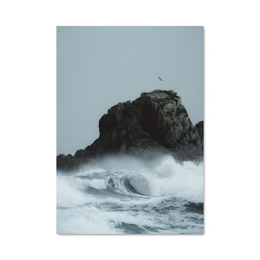 Poster Oiseau des Vagues