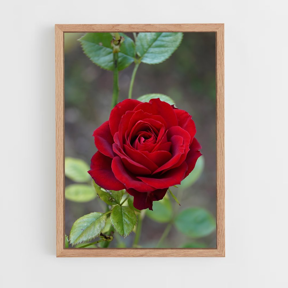 ap-rose-21 cadre Bois clair
