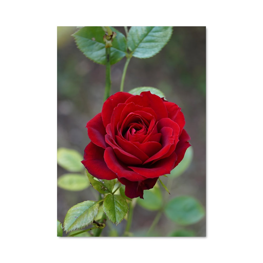 Poster Rose 96717