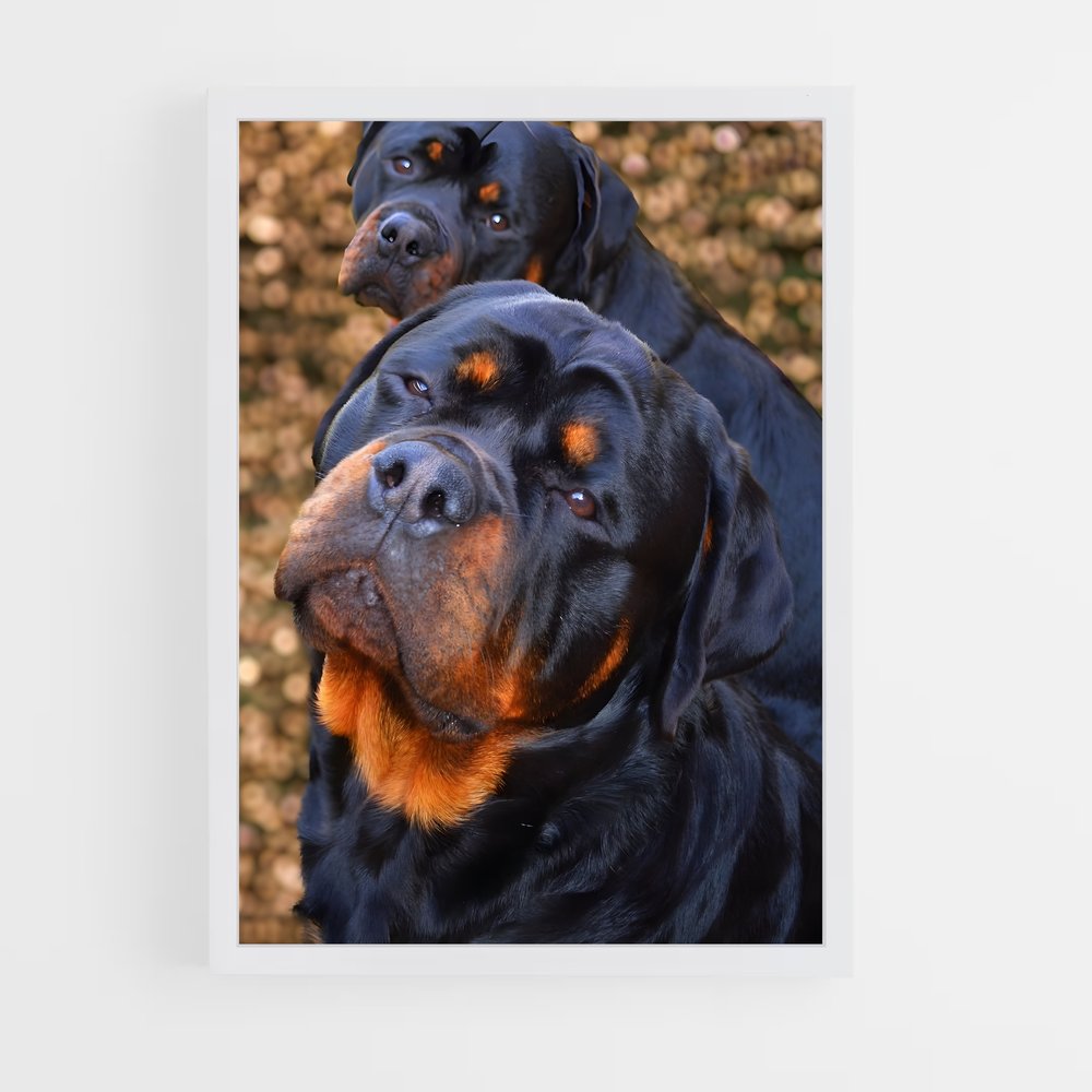 ap-rottweiler-2 cadre Blanc
