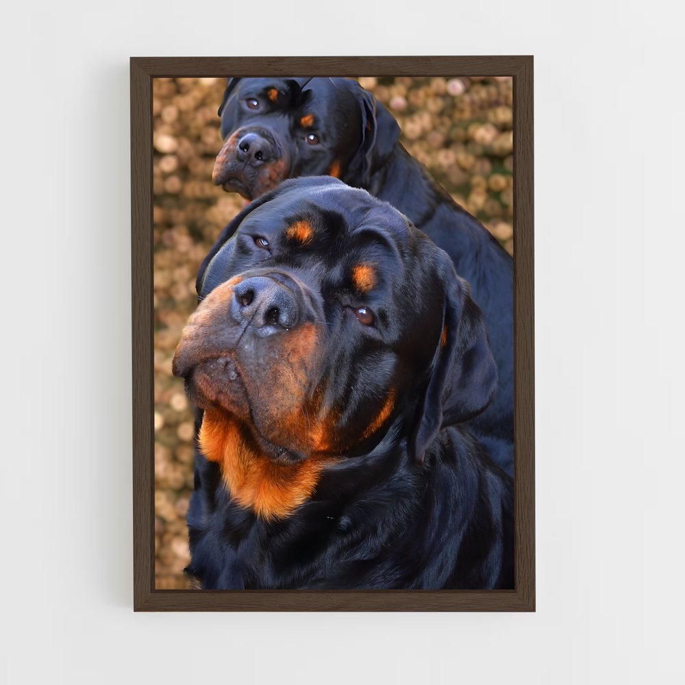 ap-rottweiler-2 cadre Bois foncé