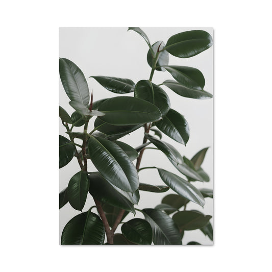 Poster Rubber plant 96850