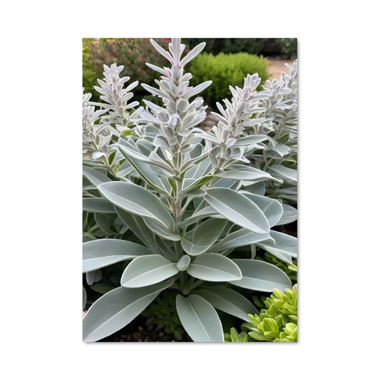 Poster Fleur de Paix