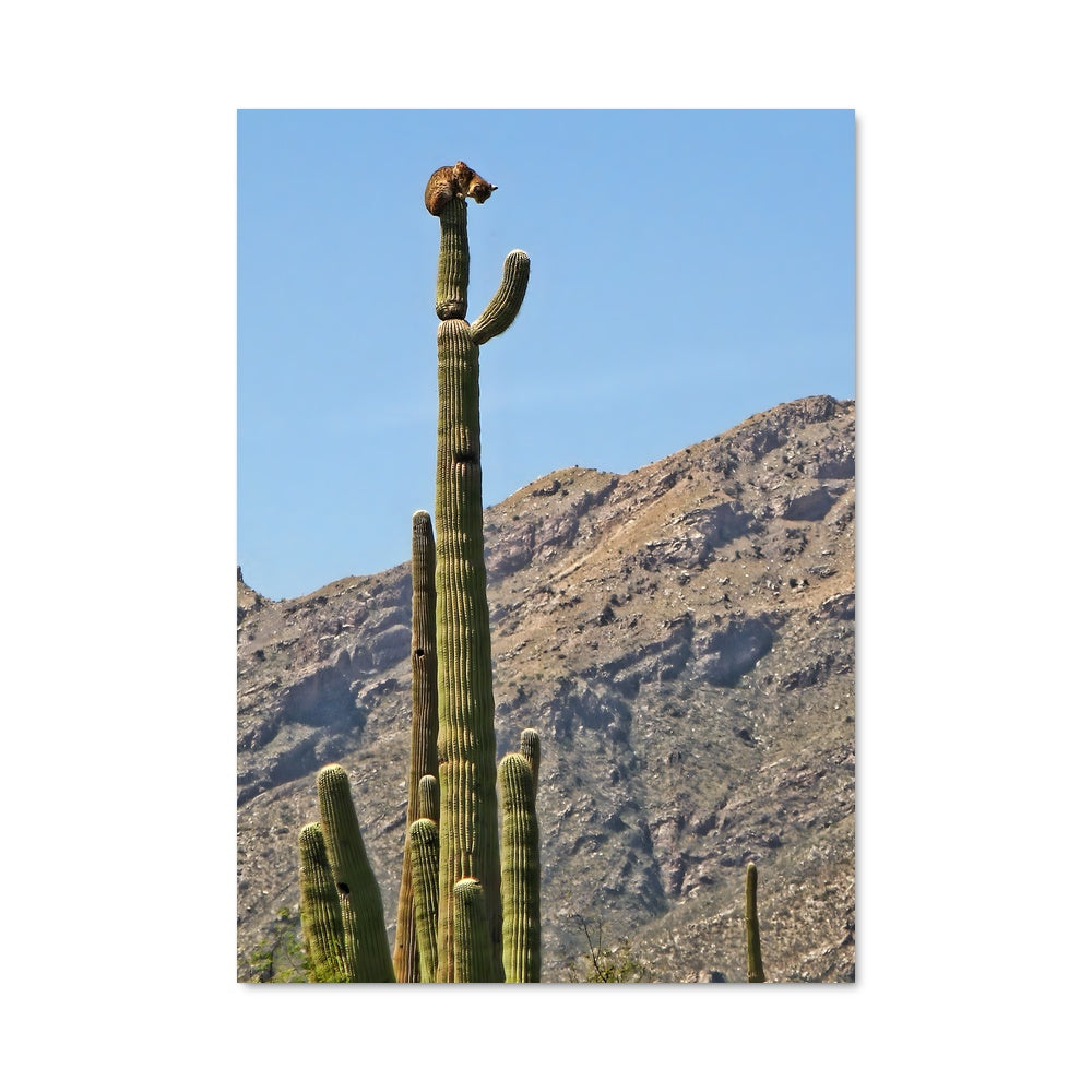 Poster Oiseau de Cactus