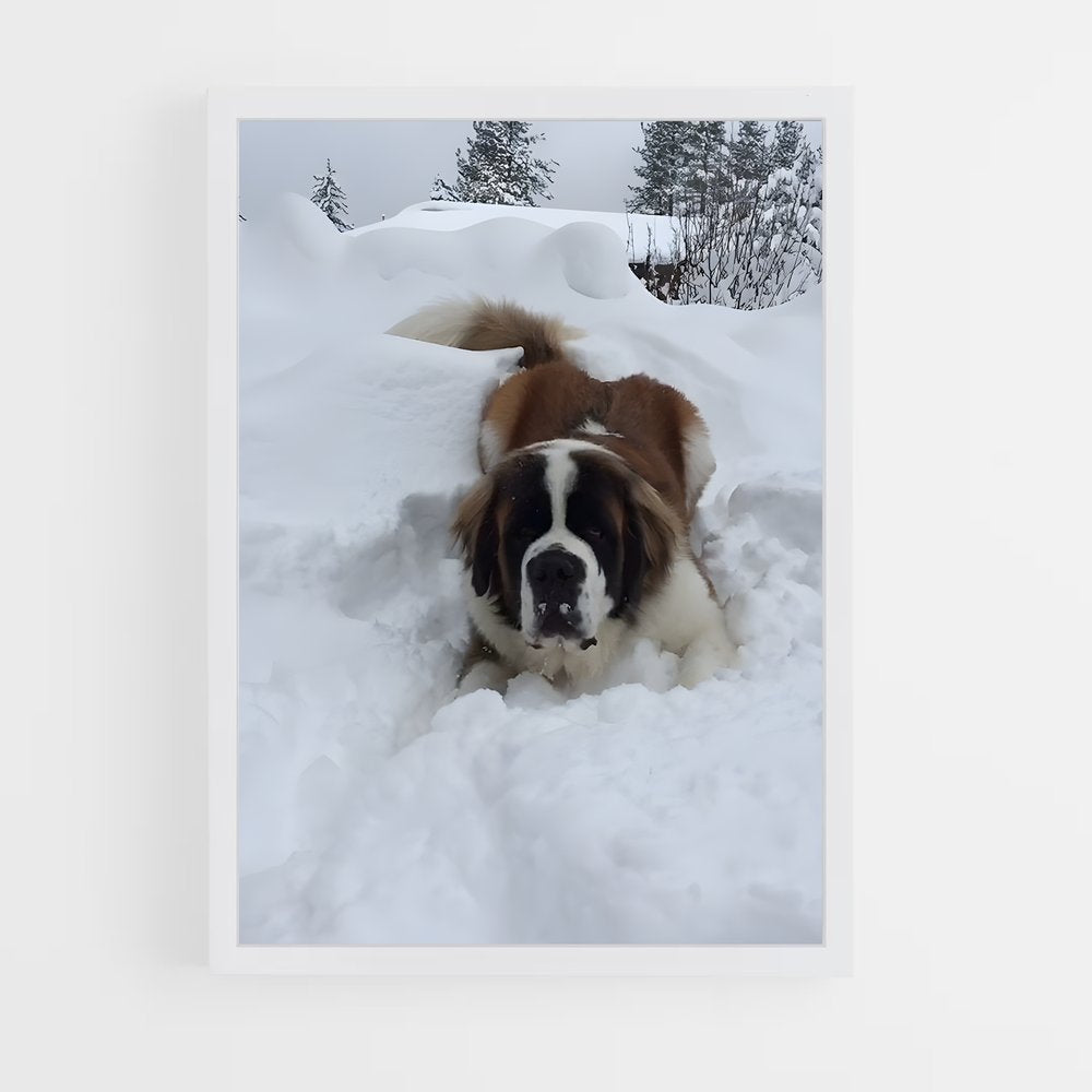 ap-saint bernard-1 cadre Blanc
