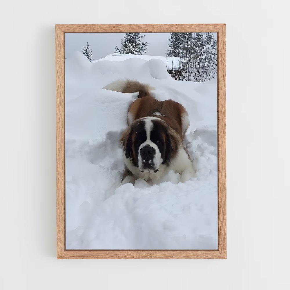 ap-saint bernard-1 cadre Bois clair