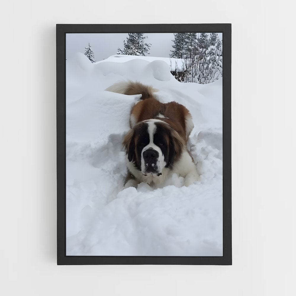 ap-saint bernard-1 cadre Noir