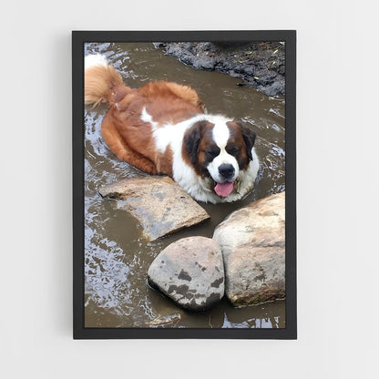 ap-saint bernard-2 cadre Noir