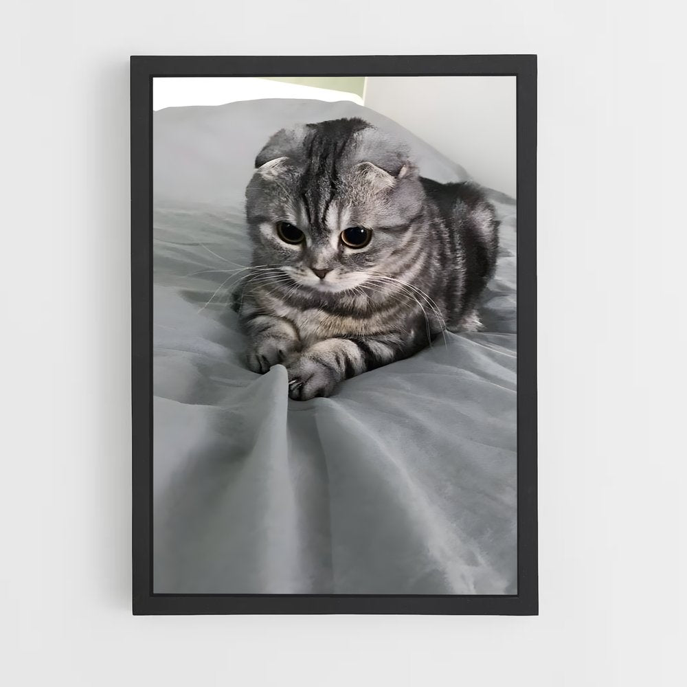 ap-scottish fold-2 cadre Noir
