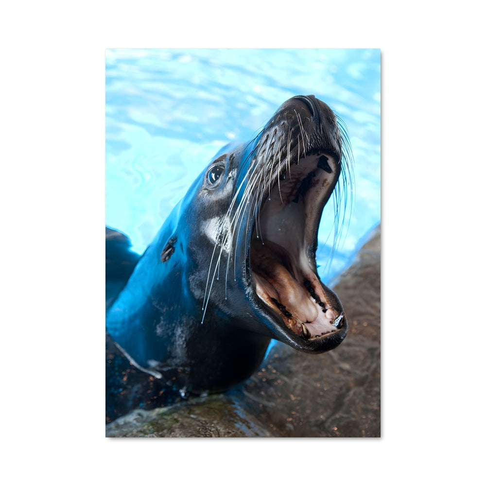 Poster Le Phoque Joyeux