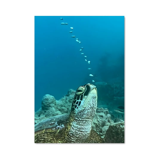 Poster Sea turtle 84321