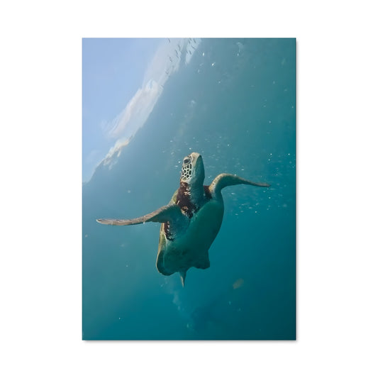 Poster Sea turtle 84312