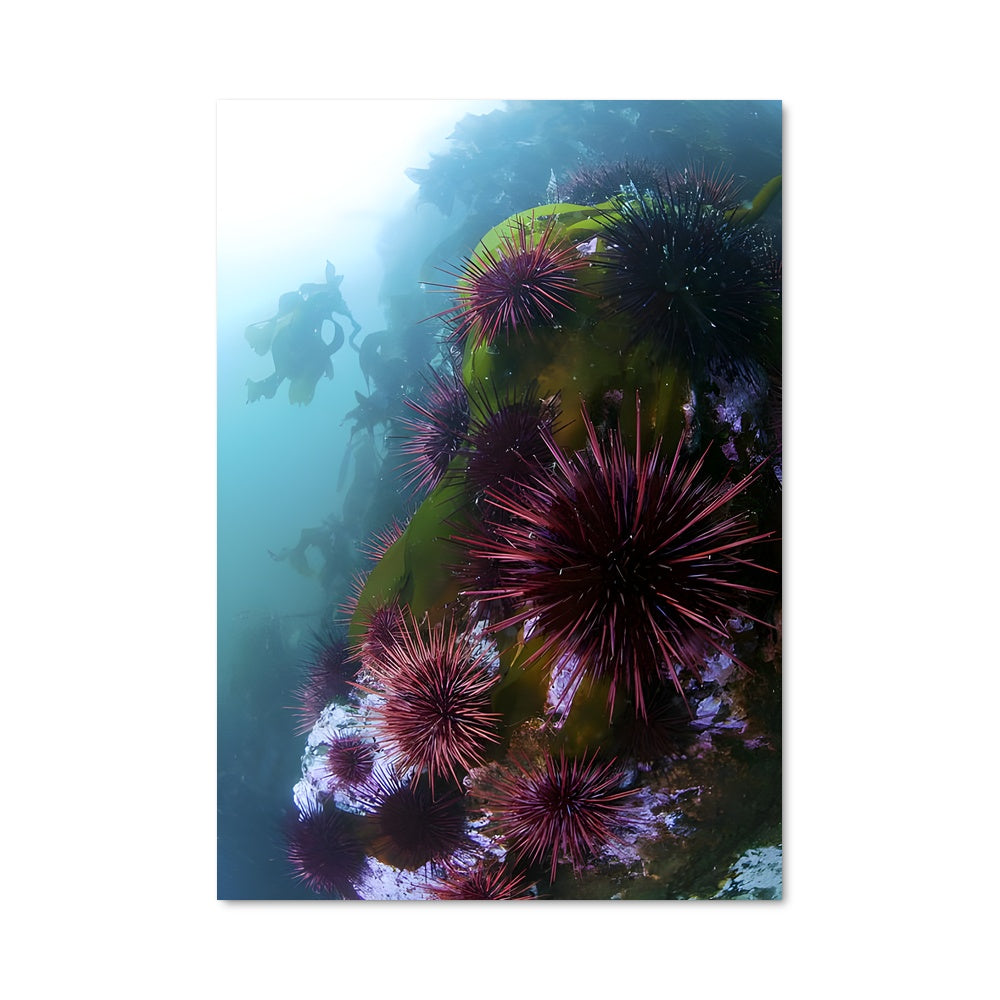 Poster Échinoïde Mystique