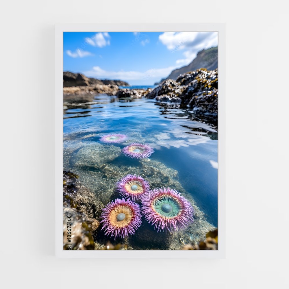 ap-sea anemone-3 cadre Blanc