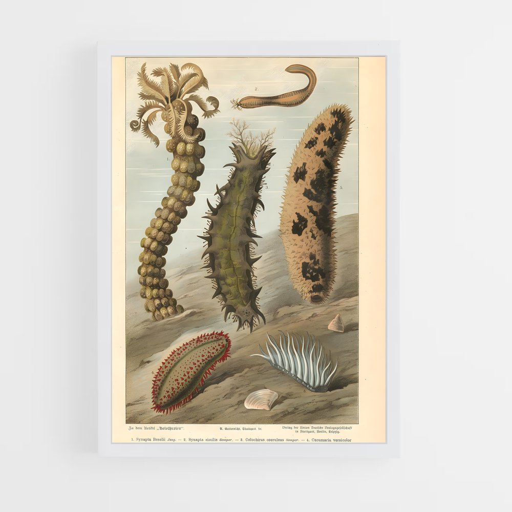 ap-sea cucumber-2 cadre Blanc