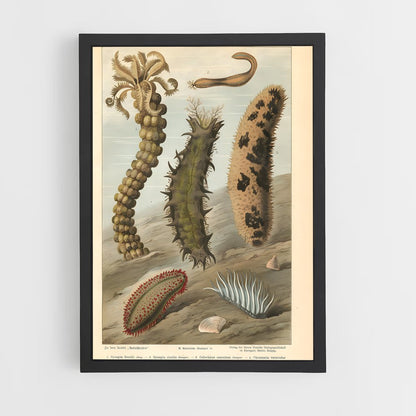 ap-sea cucumber-2 cadre Noir