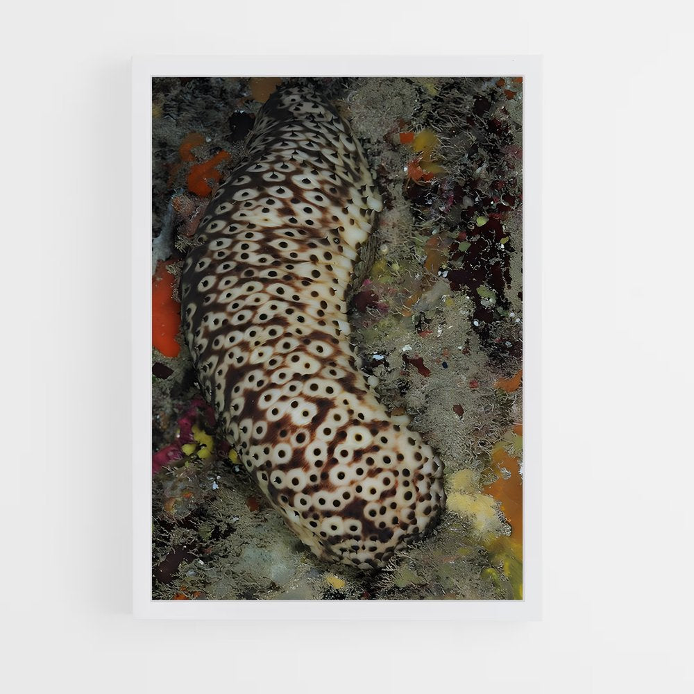 ap-sea cucumber-3 cadre Blanc