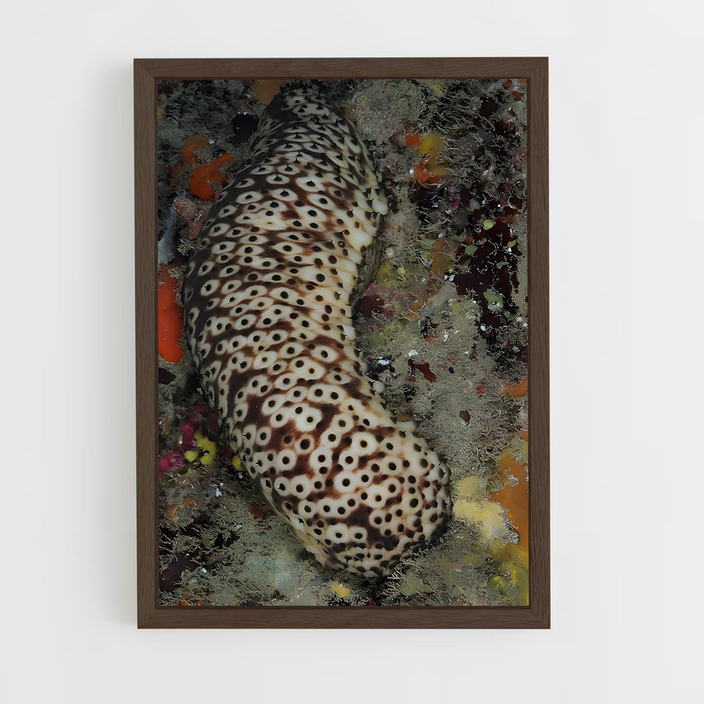ap-sea cucumber-3 cadre Bois foncé