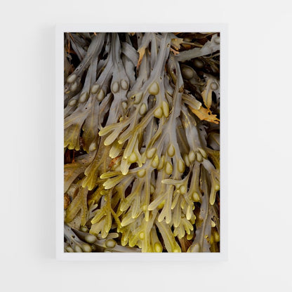 ap-seaweed-3 cadre Blanc