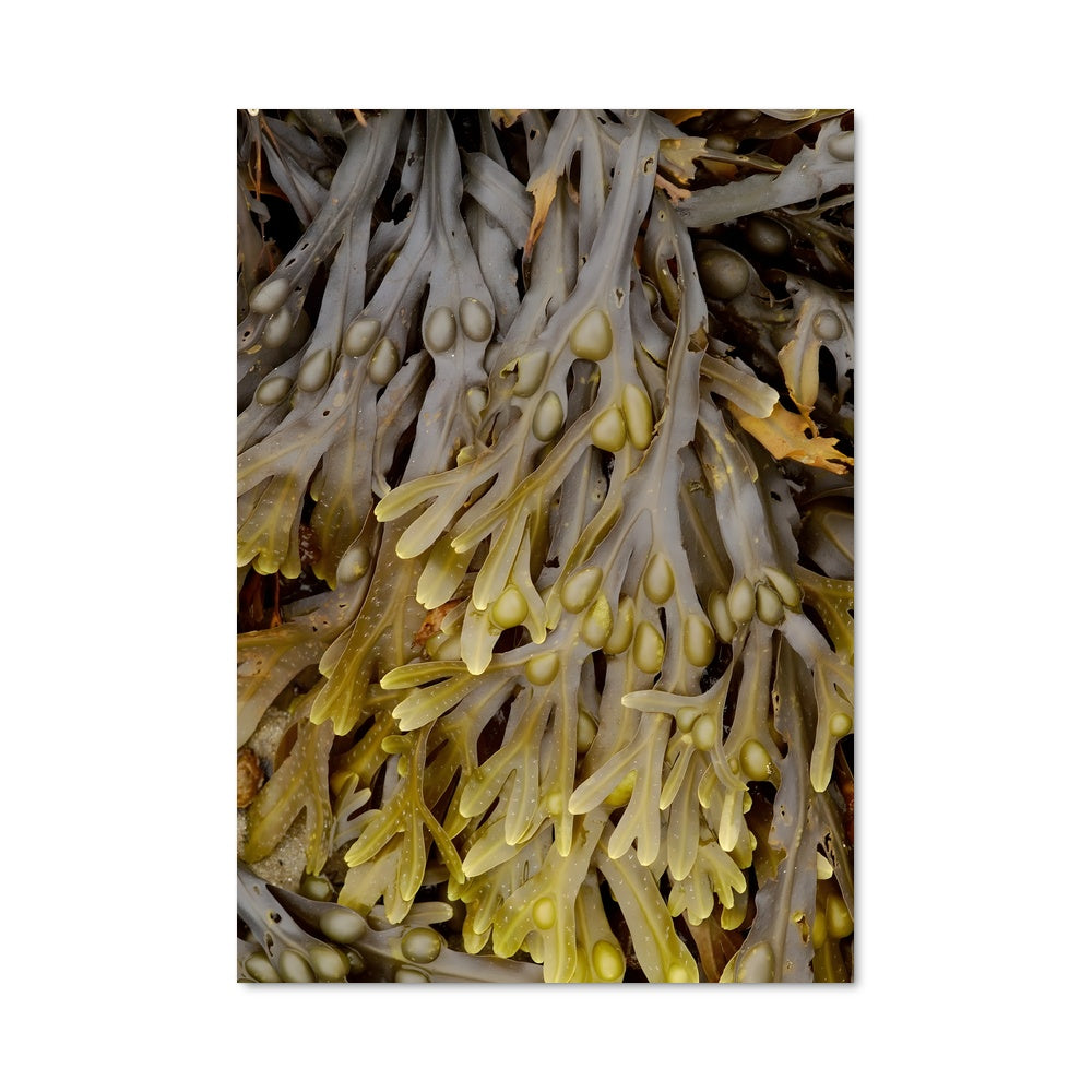 Poster Plongée Végétale